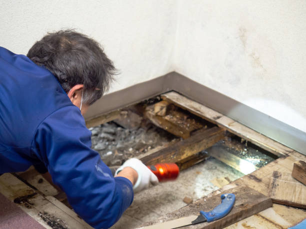 Best Mold Removal Process  in Westwood Shores, TX