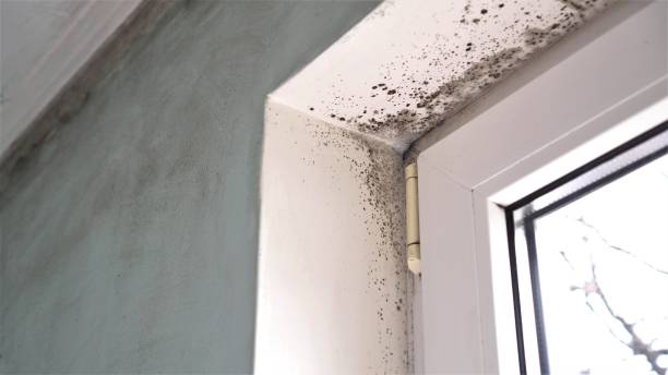 Trusted Westwood Shores, TX Mold Removal Experts