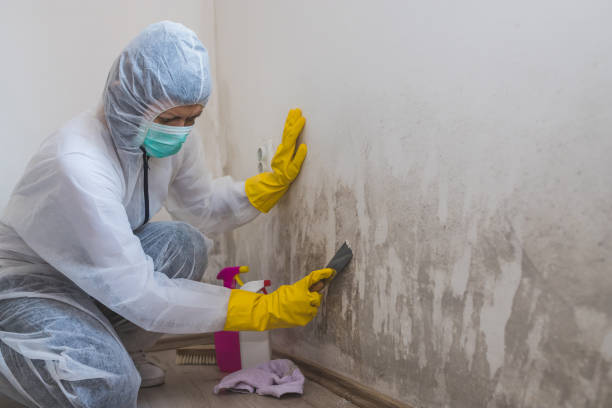 Best Mold Damage Repair  in Westwood Shores, TX