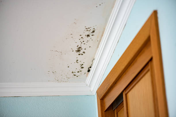 Best Mold Damage Repair  in Westwood Shores, TX