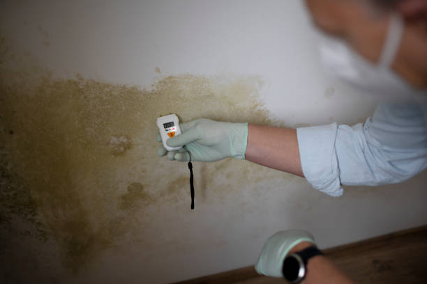 Best Residential Mold Removal  in Westwood Shores, TX