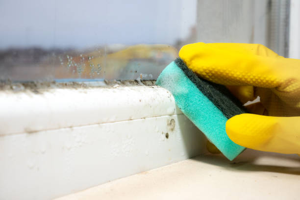 Mold Removal Process in Westwood Shores, TX