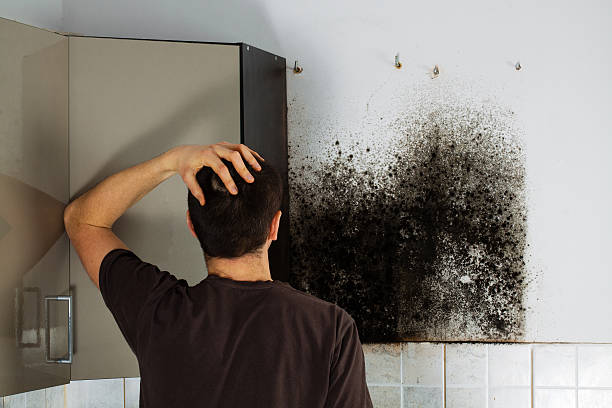Best Residential Mold Removal  in Westwood Shores, TX